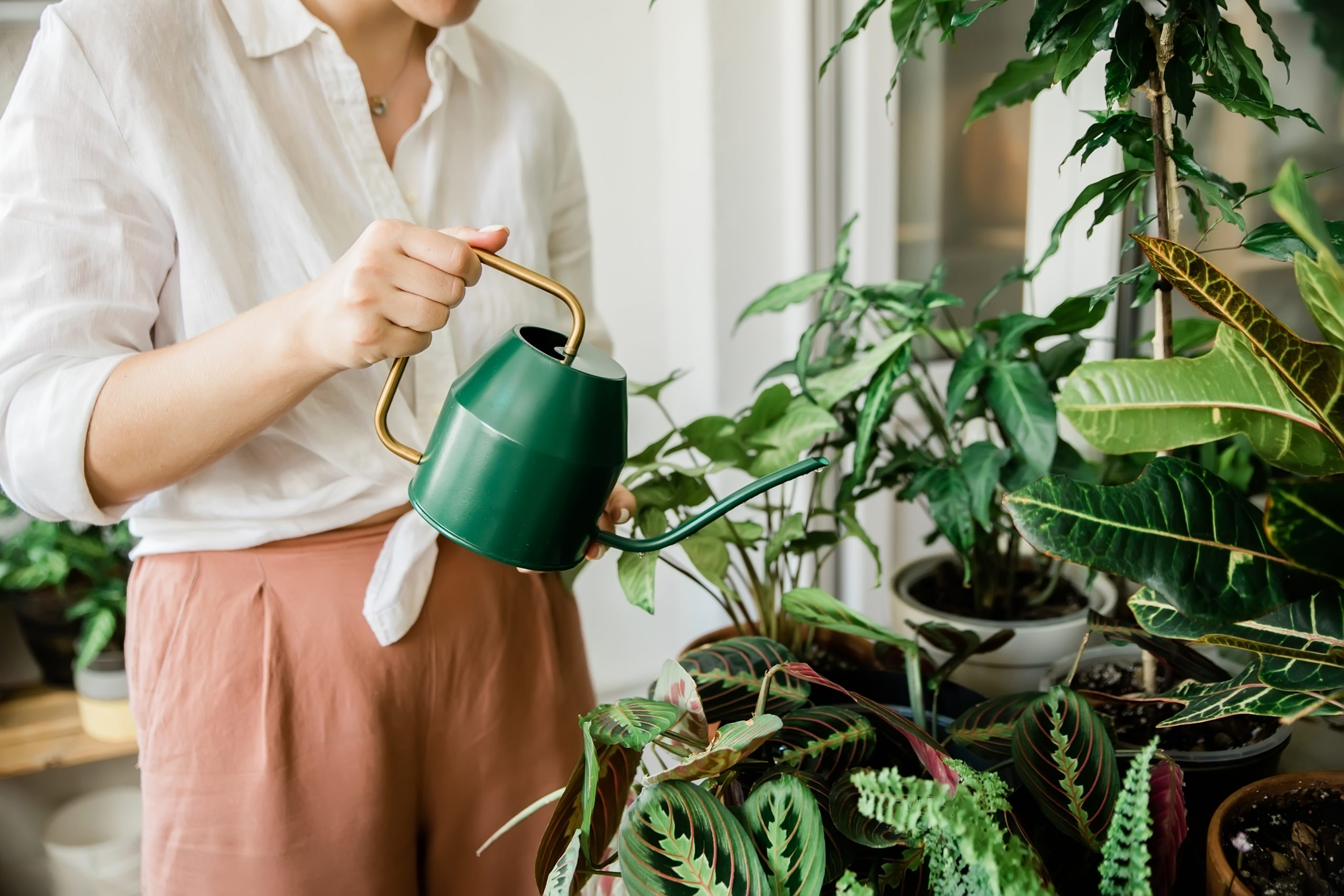 young woman watering home plants.