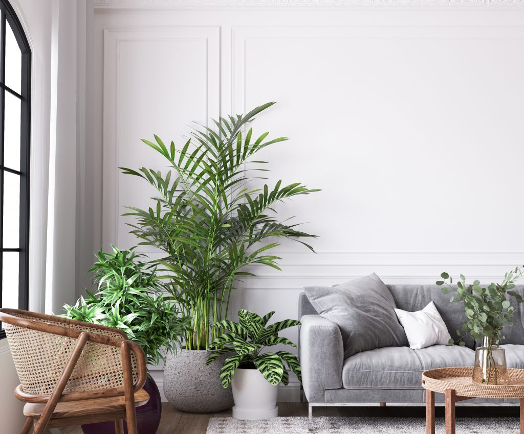 Modern interior deisng with indoor plants