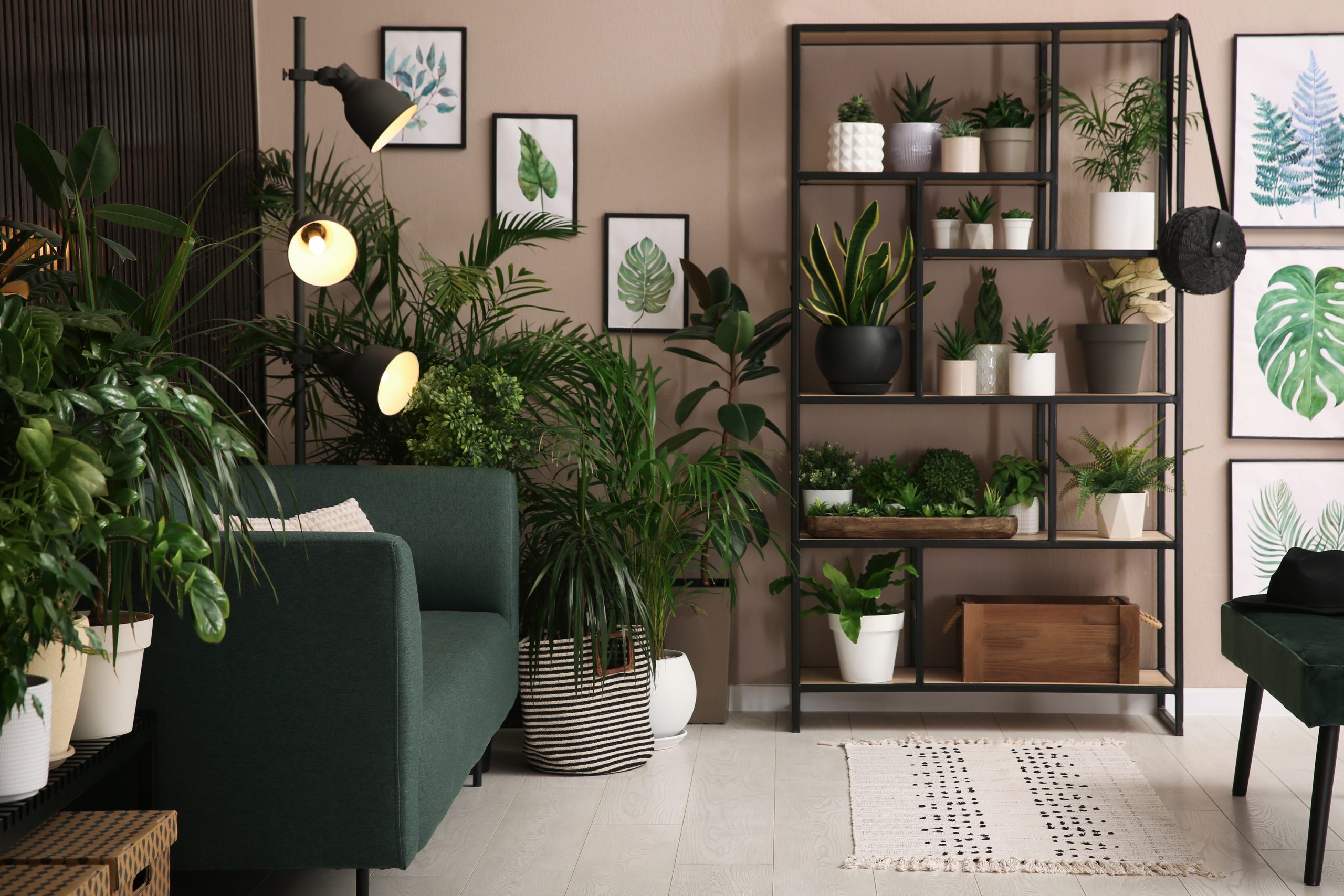 indoor plants in a living room