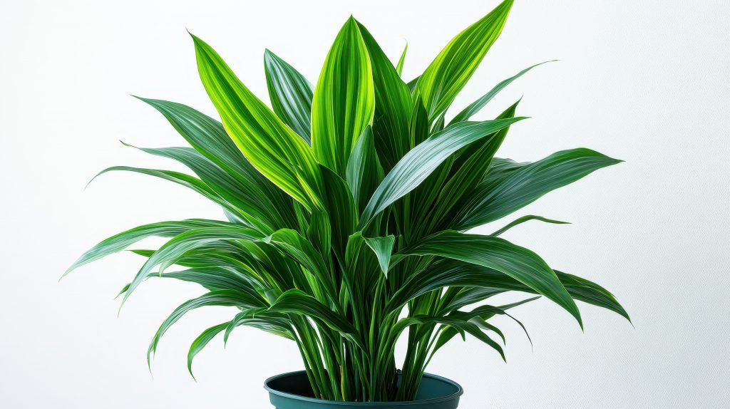 Green cast iron plant with vibrant striped leaves in a dark green pot. Use this tropical houseplant photo for natural freshness in your design.