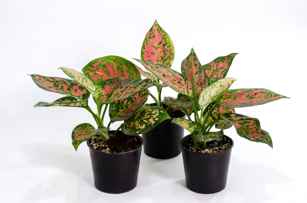 aglaonema in a black plastic pot on a white background