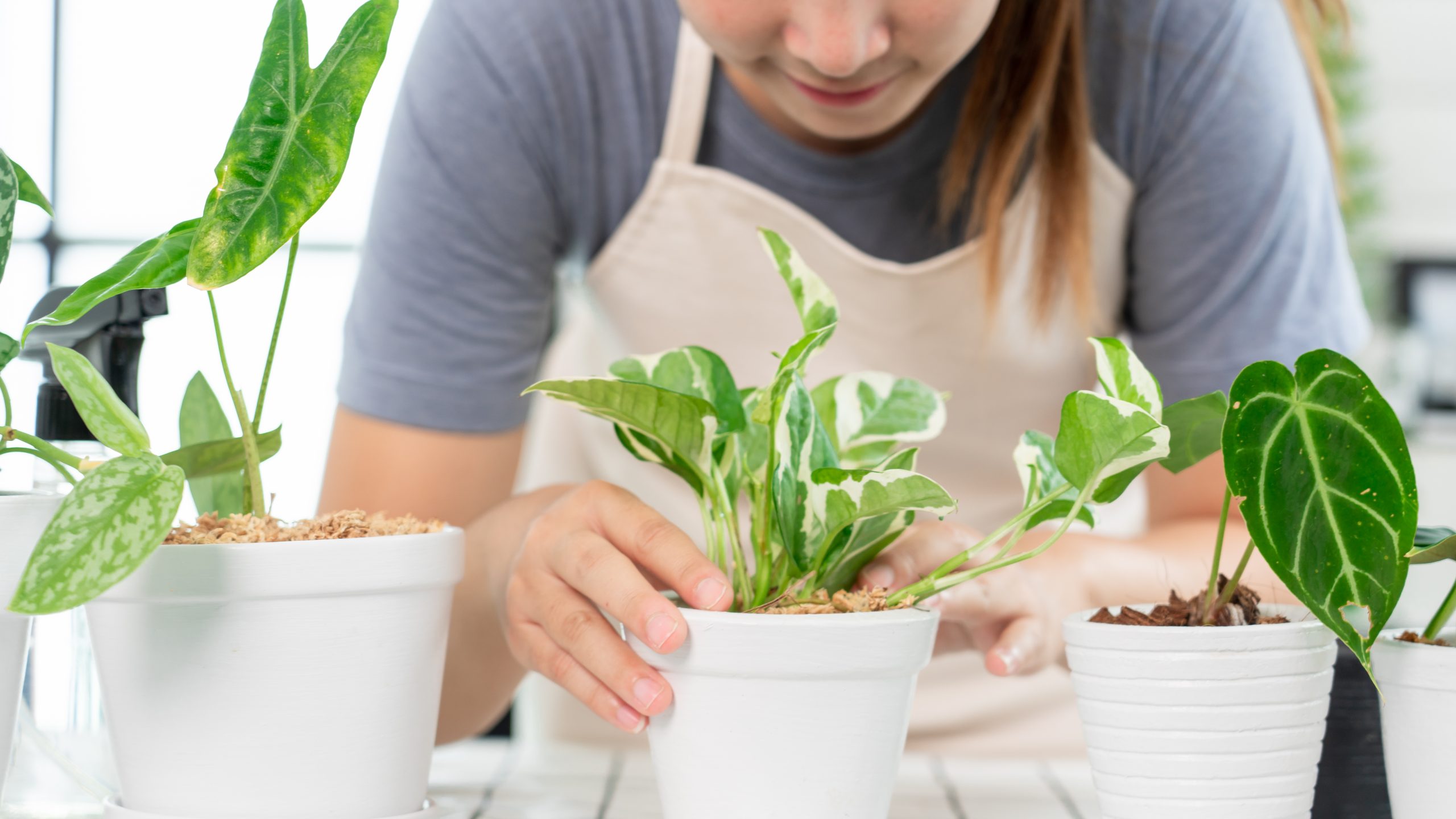 Home interior with easy house plants and low-light greenery for decor. Taking care of low-maintenance easy plants