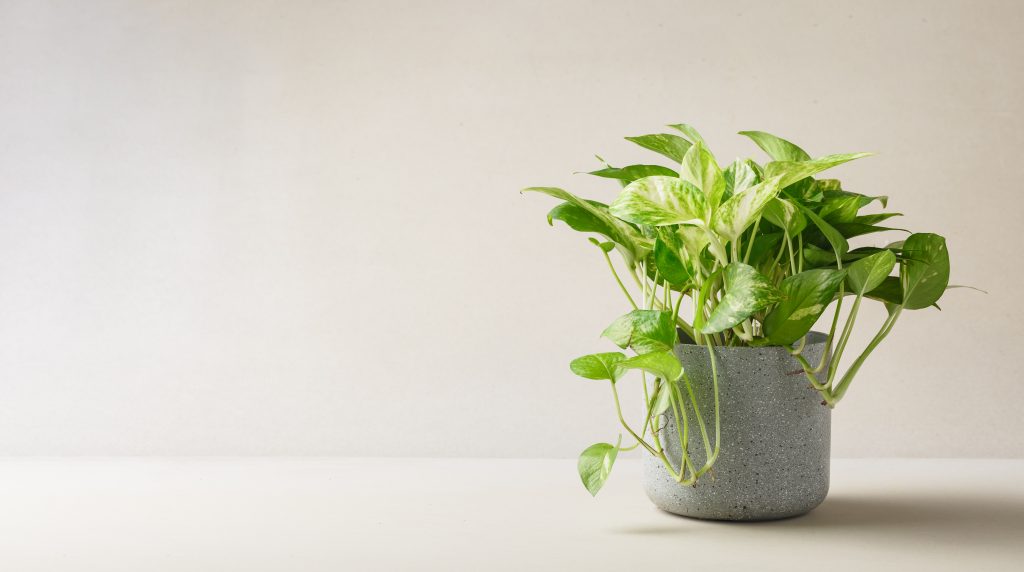 Golden pothos or Epipremnum aureum