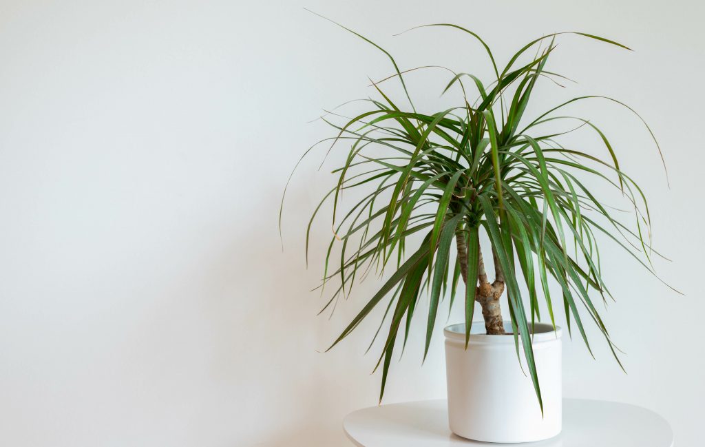 Green plant Dracaena on white background. Green plant isolated